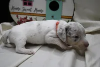 Sirena, a female Miniature Dachshund for sale in Weaubleau, MO – 6 of 10