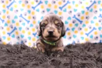 Sparrow, a male Miniature Dachshund for sale in Weaubleau, MO – 7 of 9