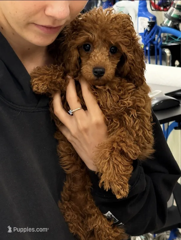 Jasper – Poodle - Toy  puppy for sale in Chandler, AZ