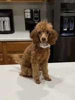 Jasper, a male Poodle - Toy  for sale in Chandler, AZ – 3 of 4