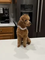 Jasper, a male Poodle - Toy  for sale in Chandler, AZ – 2 of 4