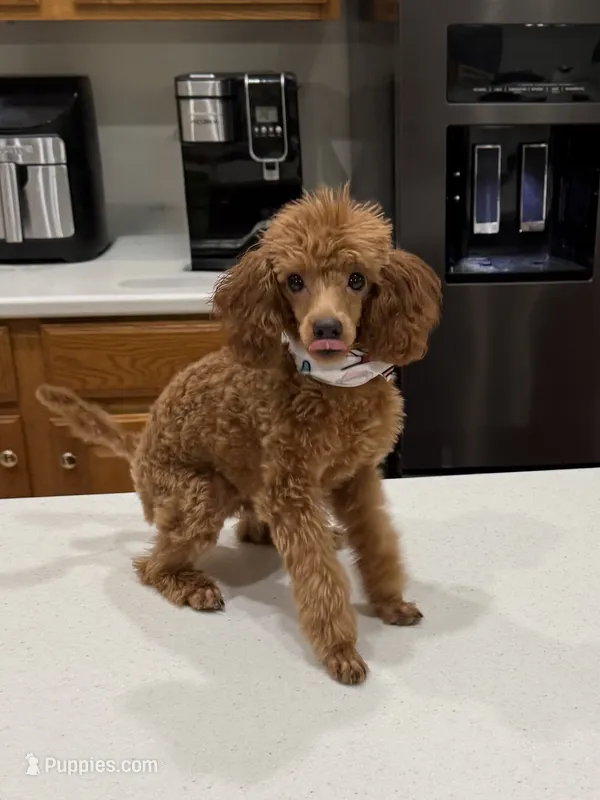 Jasper – Poodle - Toy  puppy for sale in Chandler, AZ