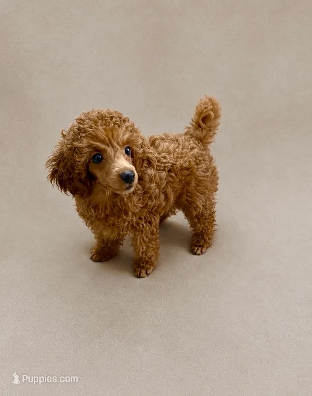 Jasper – Poodle - Toy  puppy for sale in Chandler, AZ