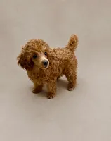 Jasper, a male Poodle - Toy  for sale in Chandler, AZ – 1 of 1