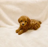 Millie, a female Poodle - Toy  for sale in Chandler, AZ – 1 of 1
