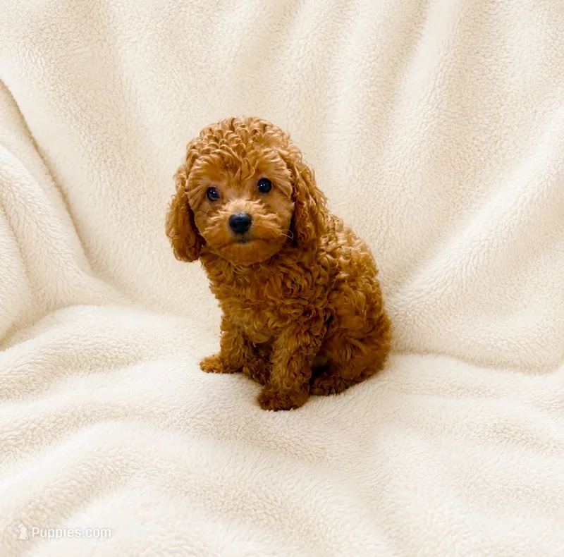 Archie – Poodle - Toy  puppy for sale in Chandler, AZ