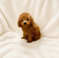 Archie, a male Poodle - Toy  for sale in Chandler, AZ – 1 of 1