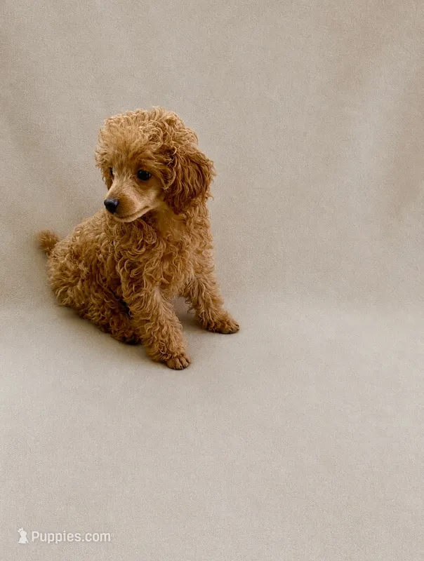 Millie – Poodle - Toy  puppy for sale in Chandler, AZ