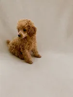 Millie, a female Poodle - Toy  for sale in Chandler, AZ – 1 of 1