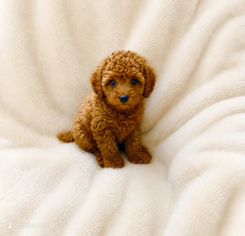 Jasper – Poodle - Toy  puppy for sale in Chandler, AZ