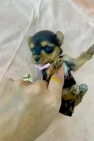 Marla , a female Yorkshire Terrier for sale in Fort Myers, FL – Photo 4 of 4