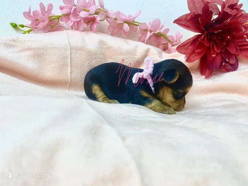 Marla  – Yorkshire Terrier puppy for sale in Fort Myers, FL