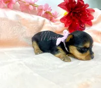 Marla , a female Yorkshire Terrier for sale in Fort Myers, FL – Photo 2 of 4