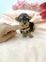 Marla , a female Yorkshire Terrier for sale in Fort Myers, FL – Photo 3 of 4