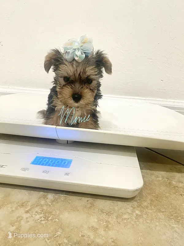 Jake Tcup – Yorkshire Terrier puppy for sale in Fort Myers, FL