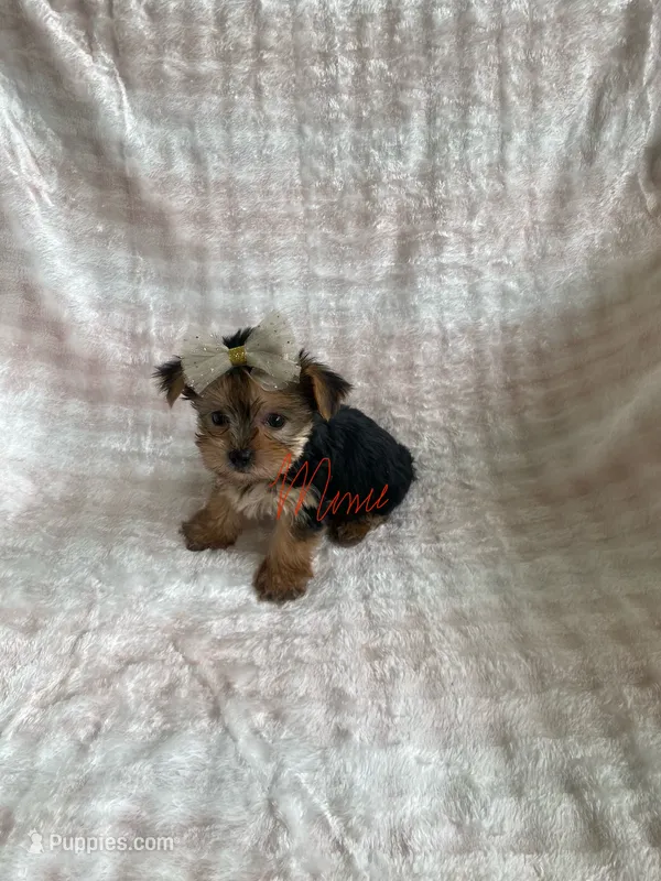 Tesa – Yorkshire Terrier puppy for sale in Fort Myers, FL