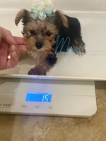 Tcup Peter , a male Yorkshire Terrier for sale in Fort Myers, FL – 2 of 4