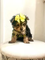 Sasha, a female Yorkshire Terrier for sale in Fort Myers, FL – 3 of 3