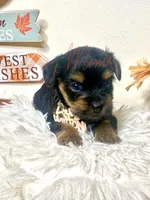 Luisa, a female Yorkshire Terrier for sale in Fort Myers, FL – 2 of 3