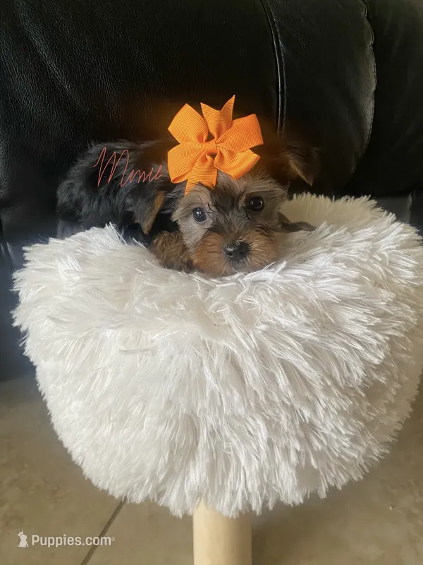 Taylor  – Yorkshire Terrier puppy on hold in Fort Myers, FL