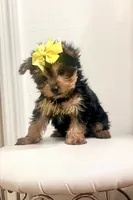 Sasha, a female Yorkshire Terrier for sale in Fort Myers, FL – 2 of 3