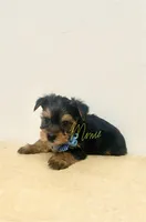 Jack, a male Yorkshire Terrier for sale in Fort Myers, FL – 2 of 3