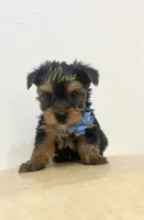 Jack, a male Yorkshire Terrier for sale in Fort Myers, FL – 3 of 3