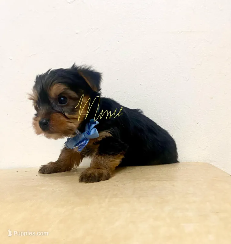 Jack – Yorkshire Terrier puppy for sale in Fort Myers, FL