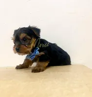 Jack, a male Yorkshire Terrier for sale in Fort Myers, FL – 1 of 3