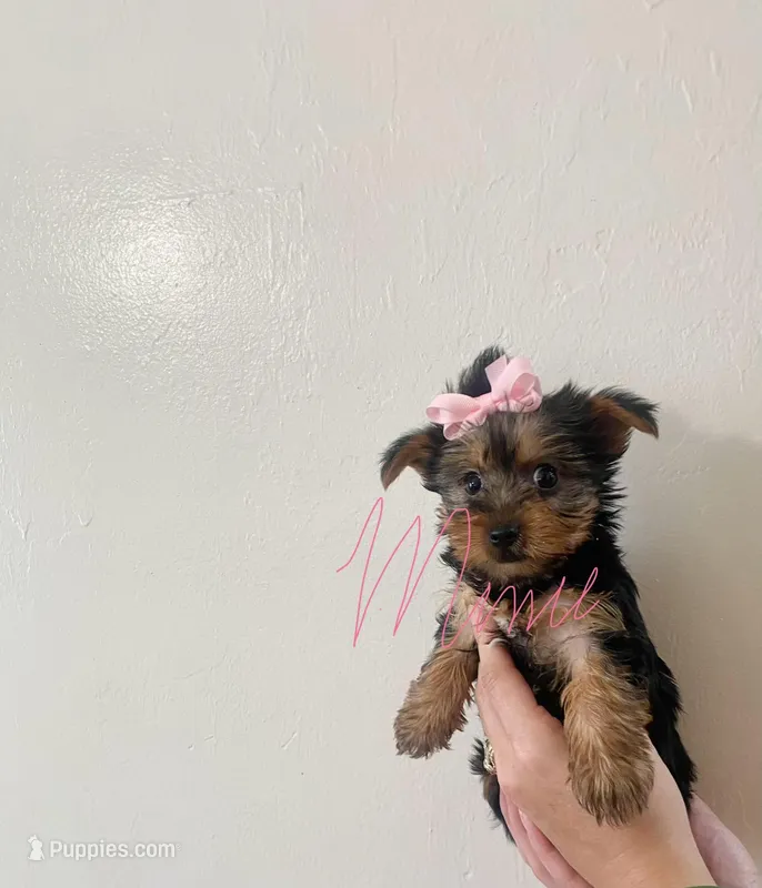 Misty  – Yorkshire Terrier puppy on hold in Fort Myers, FL