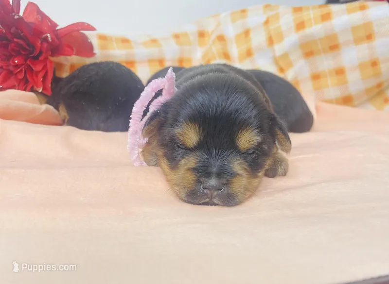 Misty  – Yorkshire Terrier puppy for sale in Fort Myers, FL