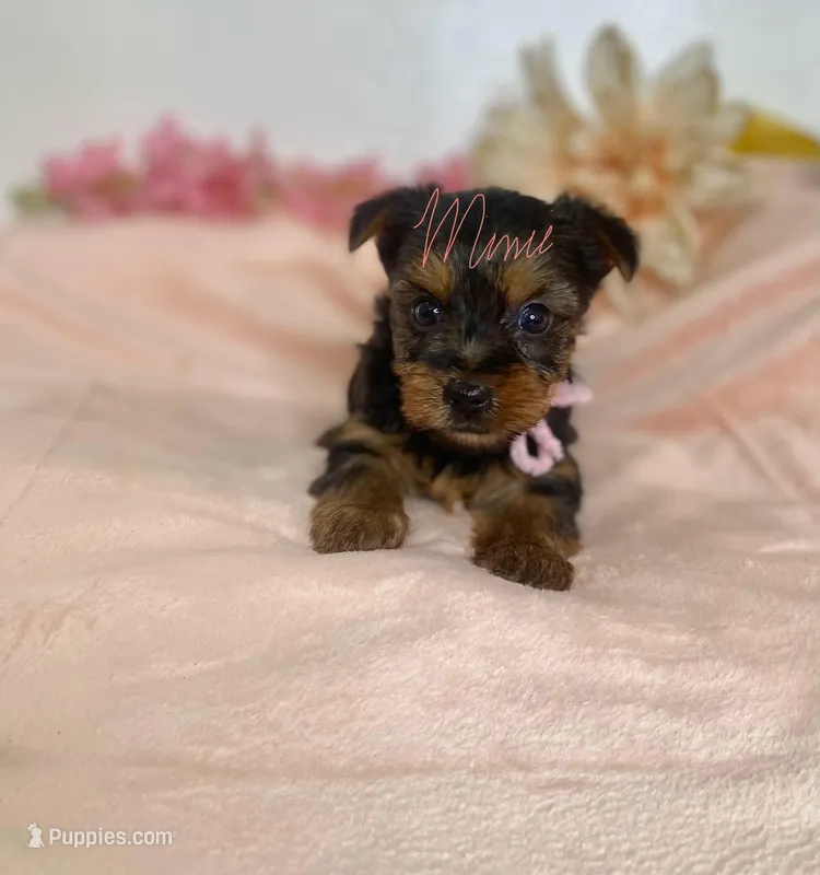 Misty  – Yorkshire Terrier puppy for sale in Fort Myers, FL