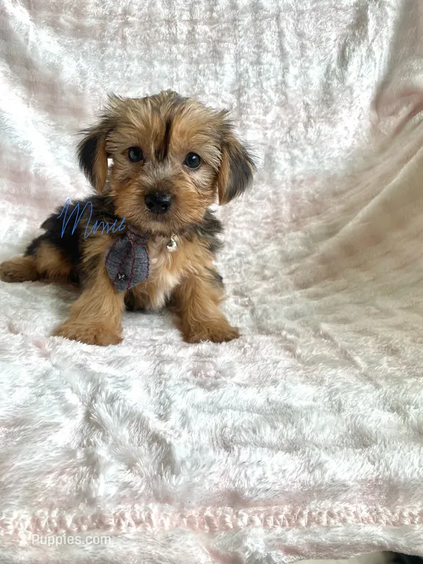 Jay Jay – Yorkshire Terrier puppy for sale in Fort Myers, FL