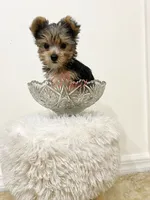 Peter , a male Yorkshire Terrier for sale in Fort Myers, FL – 3 of 3