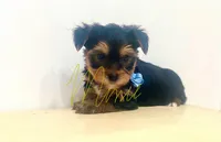 Rio, a male Yorkshire Terrier for sale in Fort Myers, FL – 2 of 3