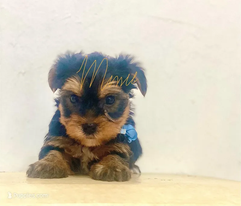 Rio – Yorkshire Terrier puppy for sale in Fort Myers, FL