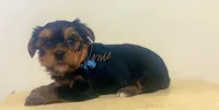 Rio, a male Yorkshire Terrier for sale in Fort Myers, FL – 3 of 3