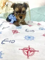 Jake Tcup, a male Yorkshire Terrier for sale in Fort Myers, FL – Photo 2 of 3