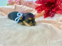 Jake, a female Yorkshire Terrier for sale in Fort Myers, FL – Photo 3 of 3