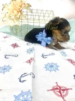 Jake Tcup, a male Yorkshire Terrier for sale in Fort Myers, FL – Photo 3 of 3