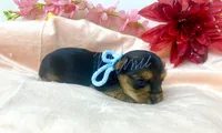 Jake, a female Yorkshire Terrier for sale in Fort Myers, FL – Photo 2 of 3