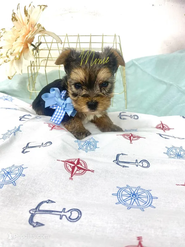 Jake Tcup – Yorkshire Terrier puppy for sale in Fort Myers, FL