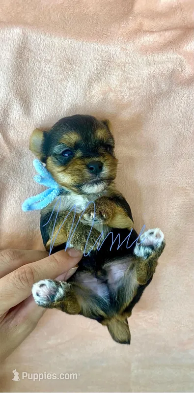 Jake – Yorkshire Terrier puppy for sale in Fort Myers, FL