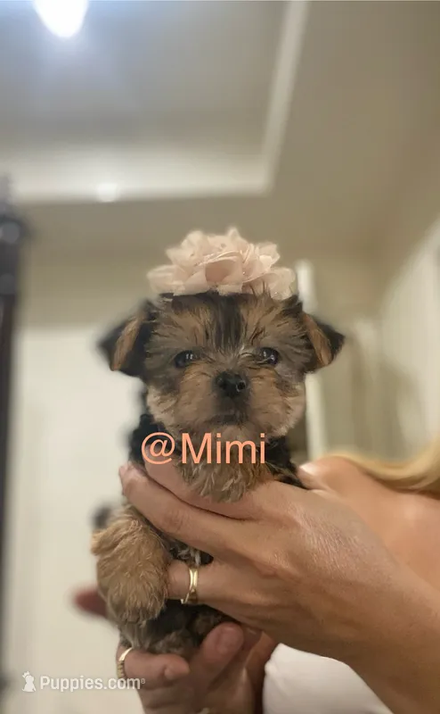 Tesa – Yorkshire Terrier puppy for sale in Fort Myers, FL