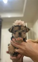 Tesa, a female Yorkshire Terrier for sale in Fort Myers, FL – 1 of 3