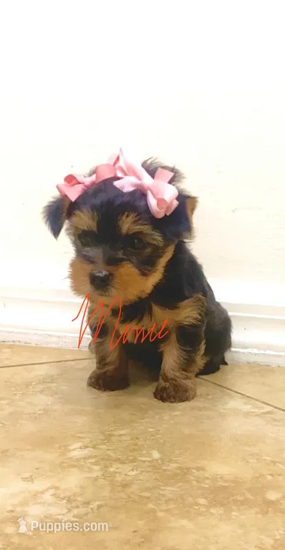 Allison – Yorkshire Terrier puppy for sale in Fort Myers, FL