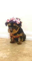 Allison, a female Yorkshire Terrier for sale in Fort Myers, FL – 1 of 3