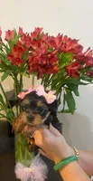 Allison, a female Yorkshire Terrier for sale in Fort Myers, FL – 2 of 3
