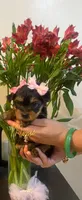 Allison, a female Yorkshire Terrier for sale in Fort Myers, FL – 3 of 3