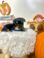 Luisa, a female Yorkshire Terrier for sale in Fort Myers, FL – 1 of 3